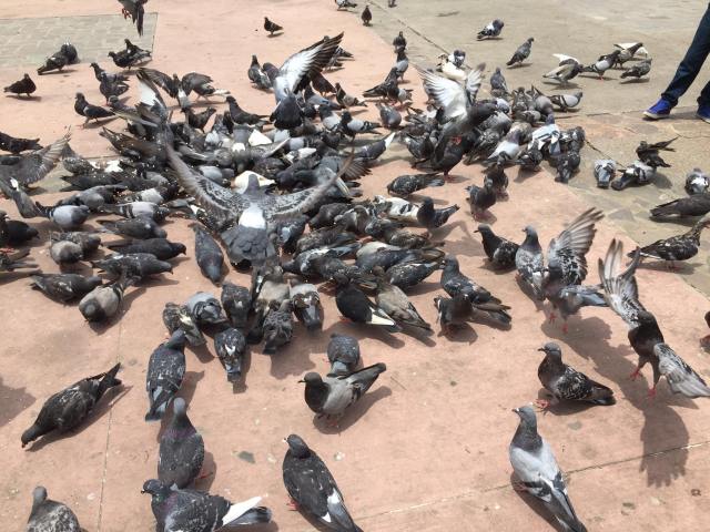 19667512_10101350247819581_7569976022959152317_o