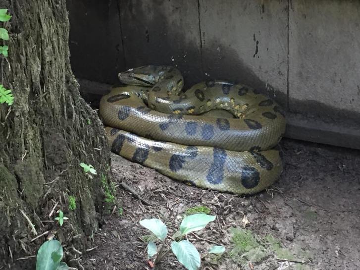anaconda