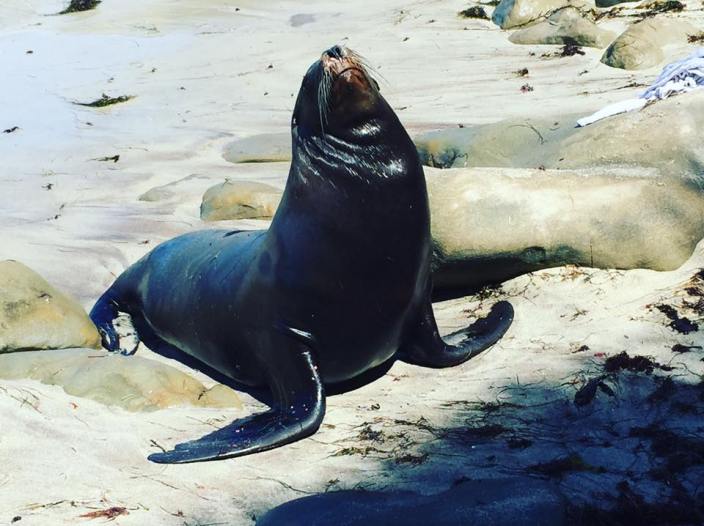 20799389_10101403116056211_7440880828442649442_n