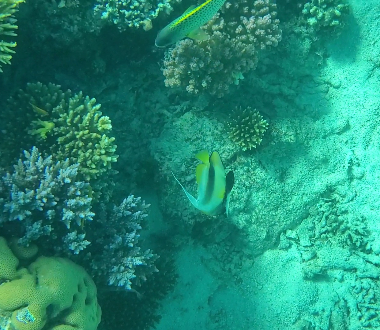 Screenshot_20201218-152908_Gallery