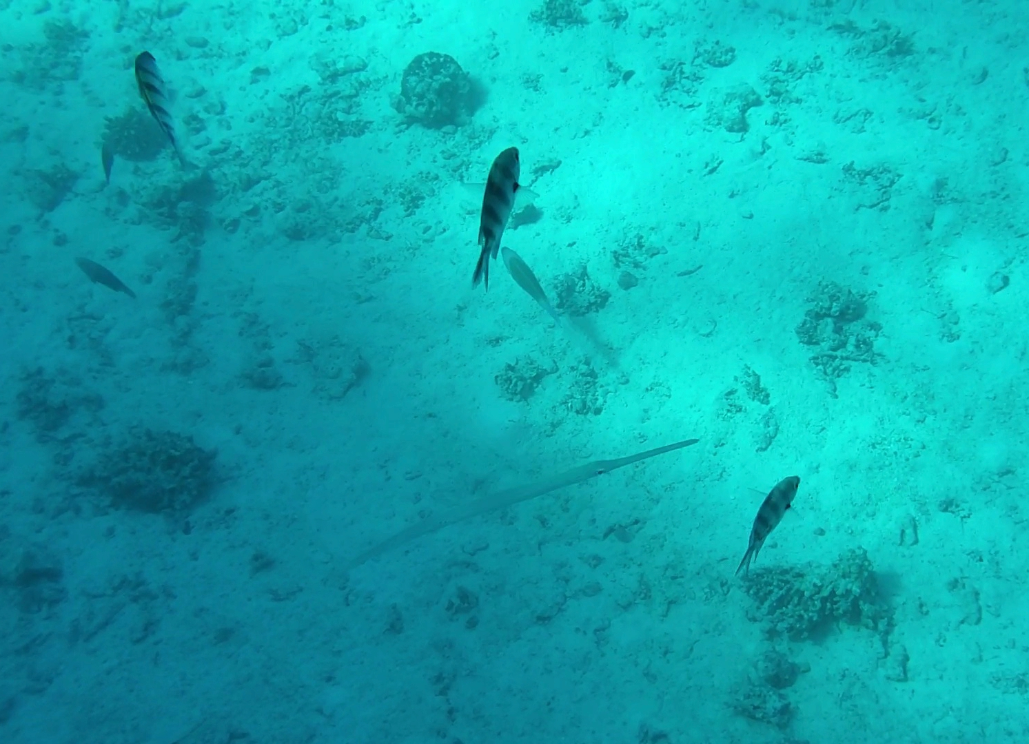 Screenshot_20201218-153006_Gallery