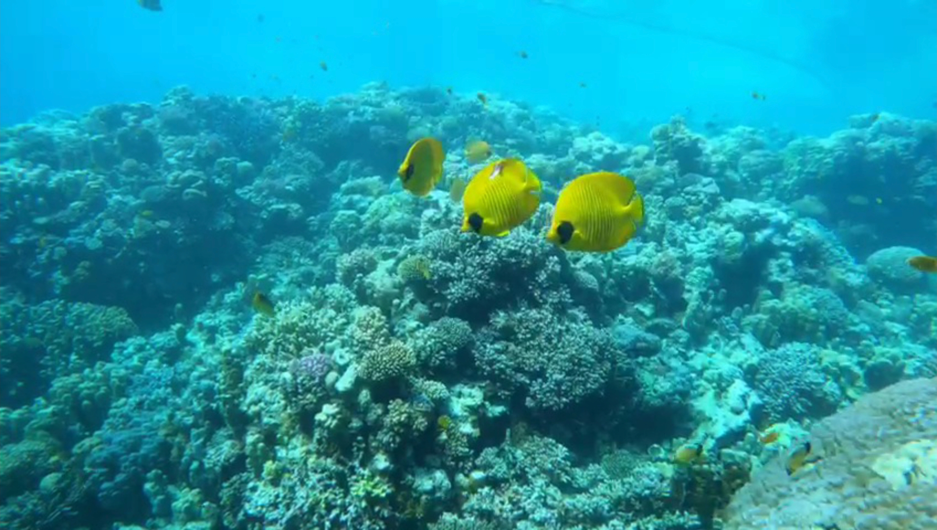 Screenshot_20201218-153141_Gallery